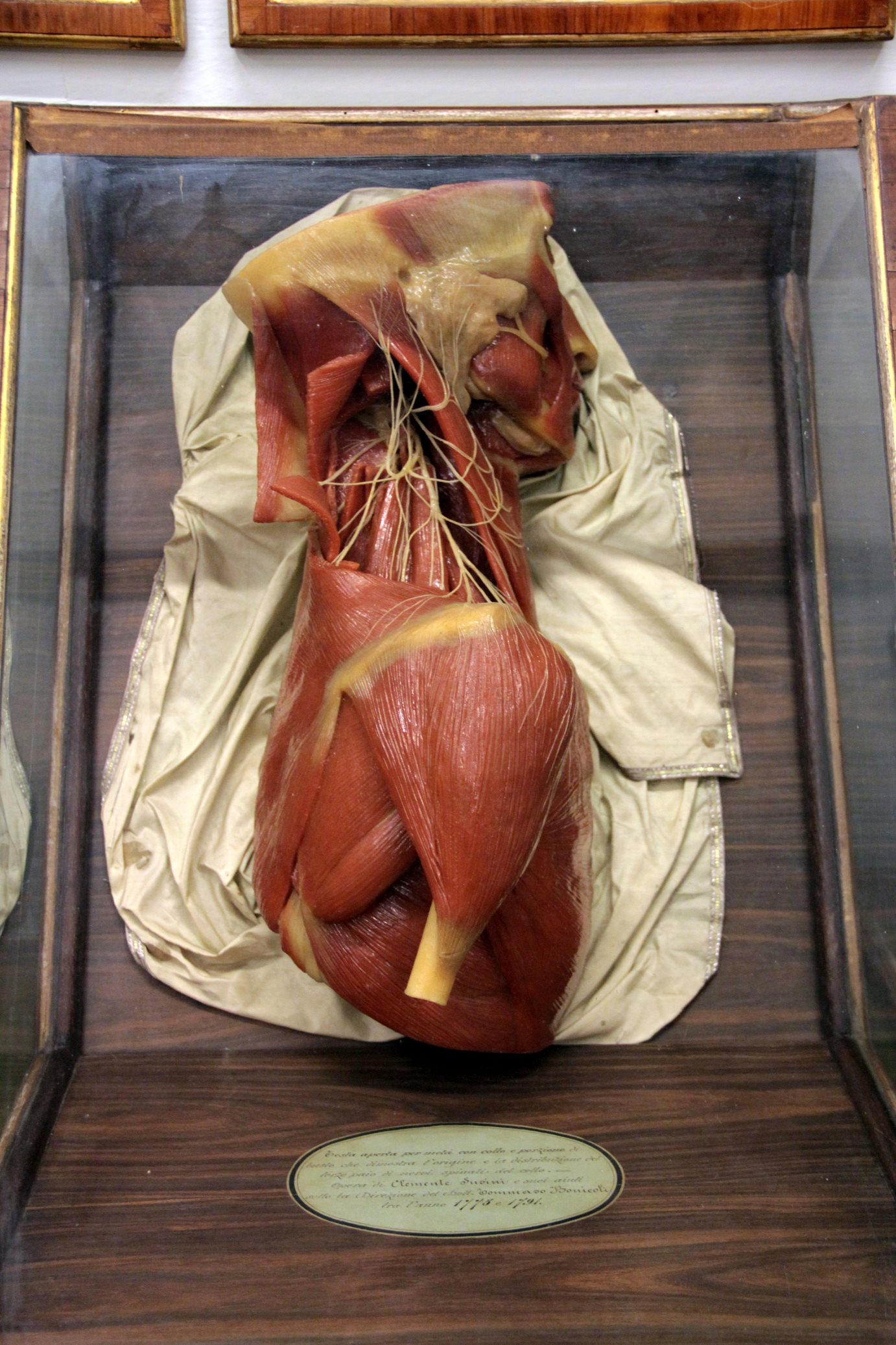 La Specola, The Natural History Museum of the University of Florence  (6).JPG